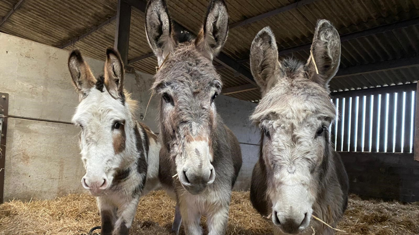 Dolly, Snowball and Jemimah