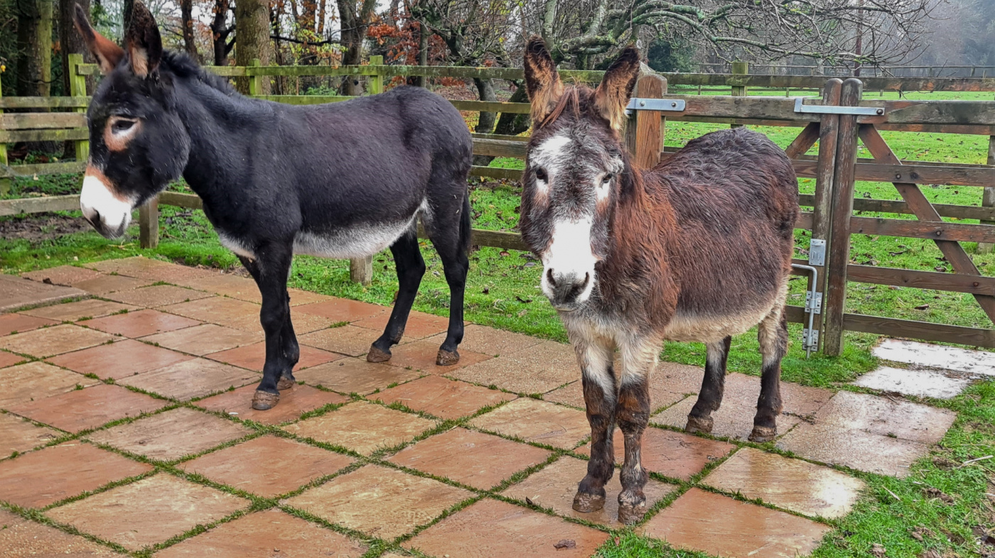 Marian and Max the donkeys standing together