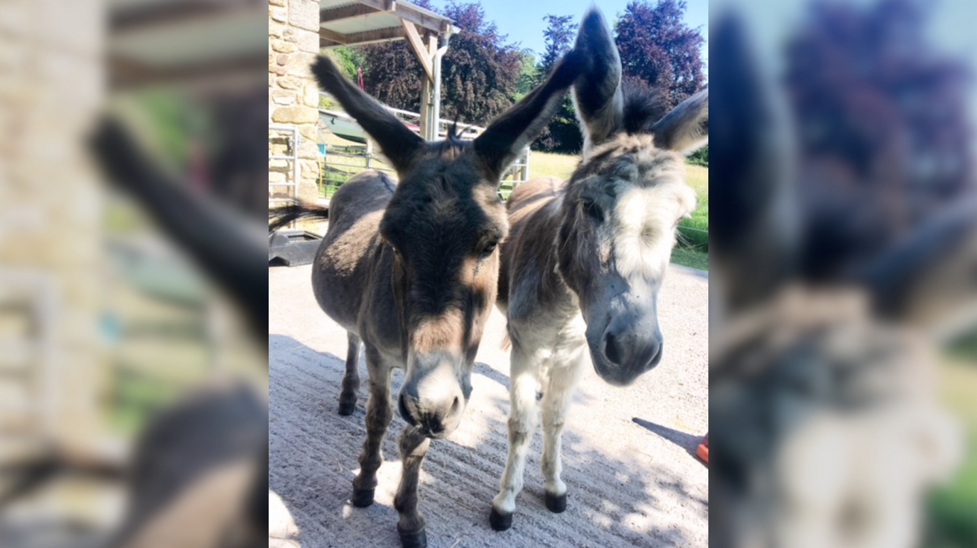 Rupert and Toby settling in to their new home