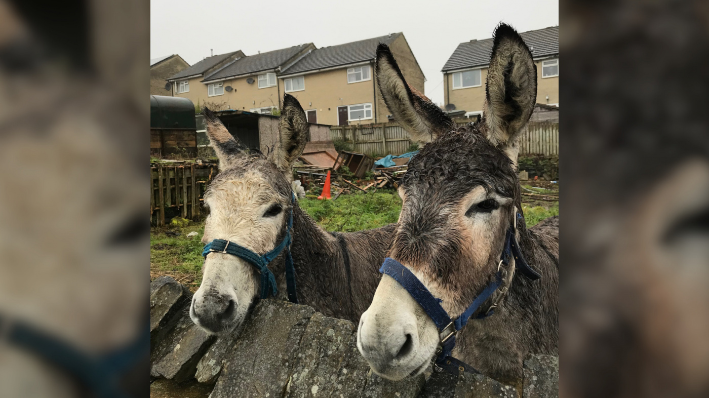 Snowball and Jemimah were found in an unsuitable environment