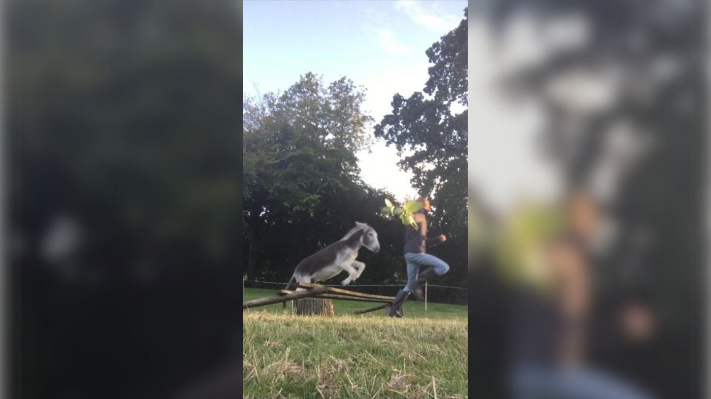 Toby doing his agility course