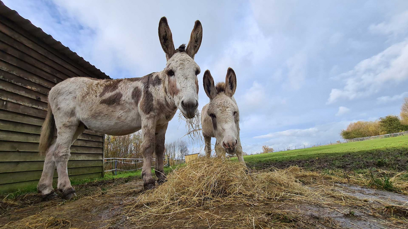 David and Theo eating hay