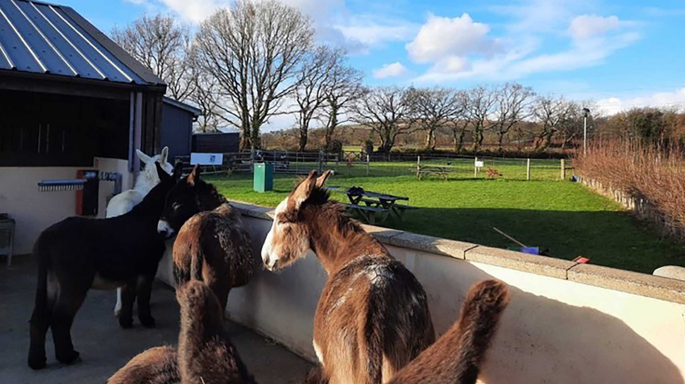 Henry and Harry getting to know the herd