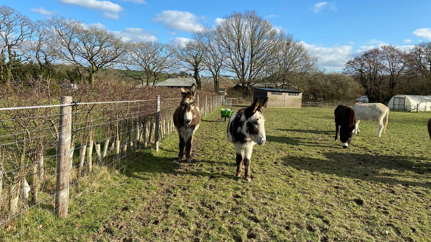 Henry and Harry in their field