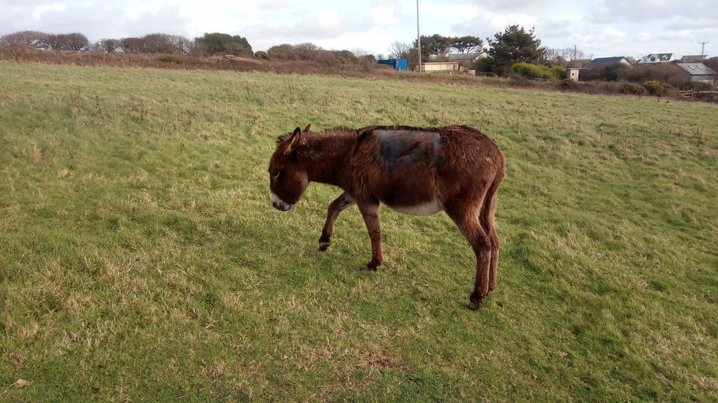 Lily at the rescue site with tail tucked in and ears back