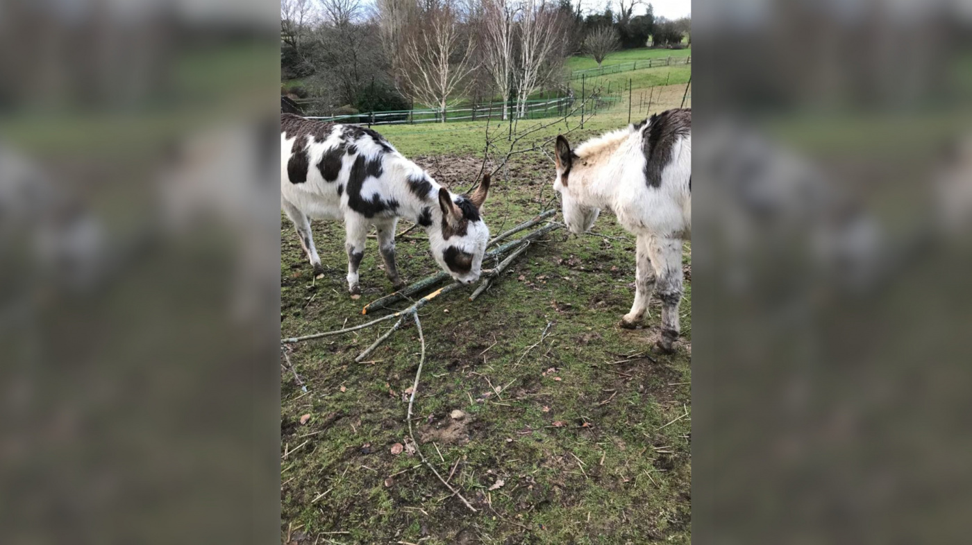 Angel and Hope, bark enrichment