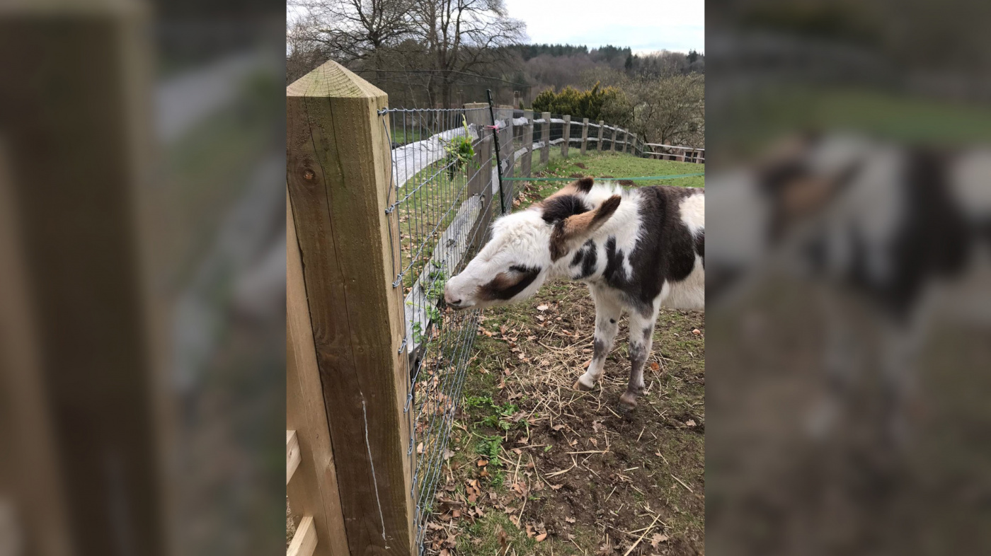 Angel and Hope, eating herbs from fence