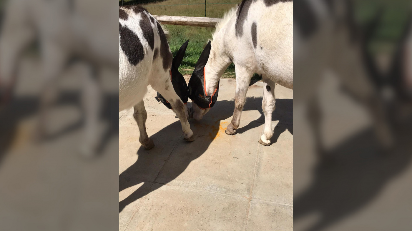 Angel and Hope, spice enrichment