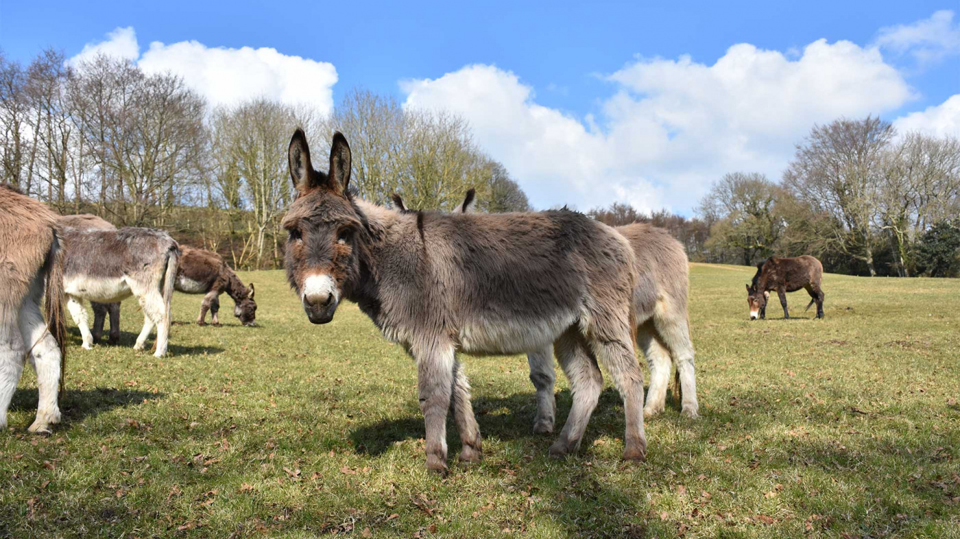 Jasmine with her herd at Paccombe Farm