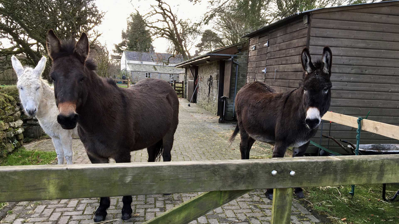 Molly with Frankie (Brown) and Priscilla (White)