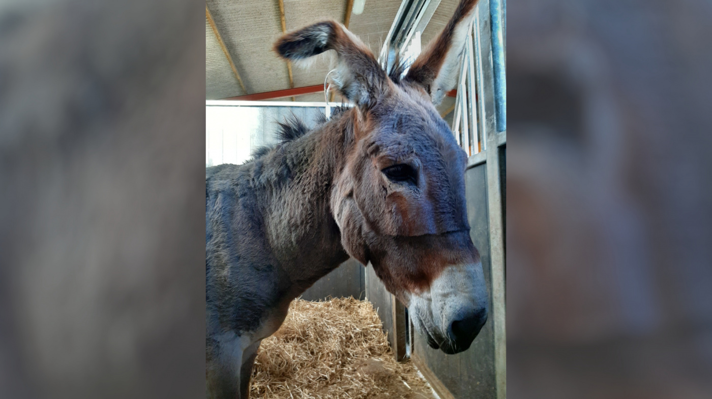 OB free from his tether, but still carrying the mark of his headcollar