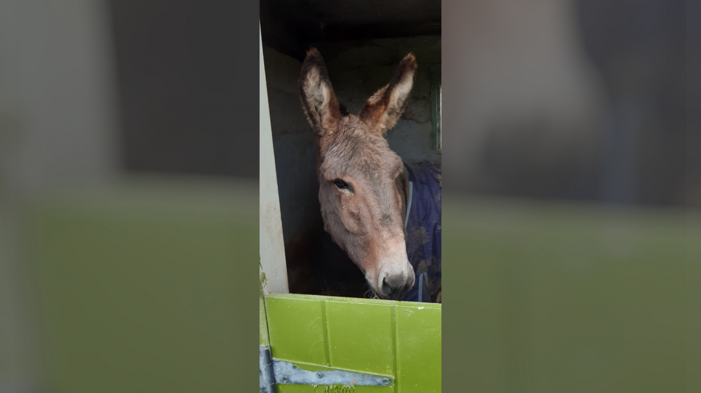 Seanie at home in his stable