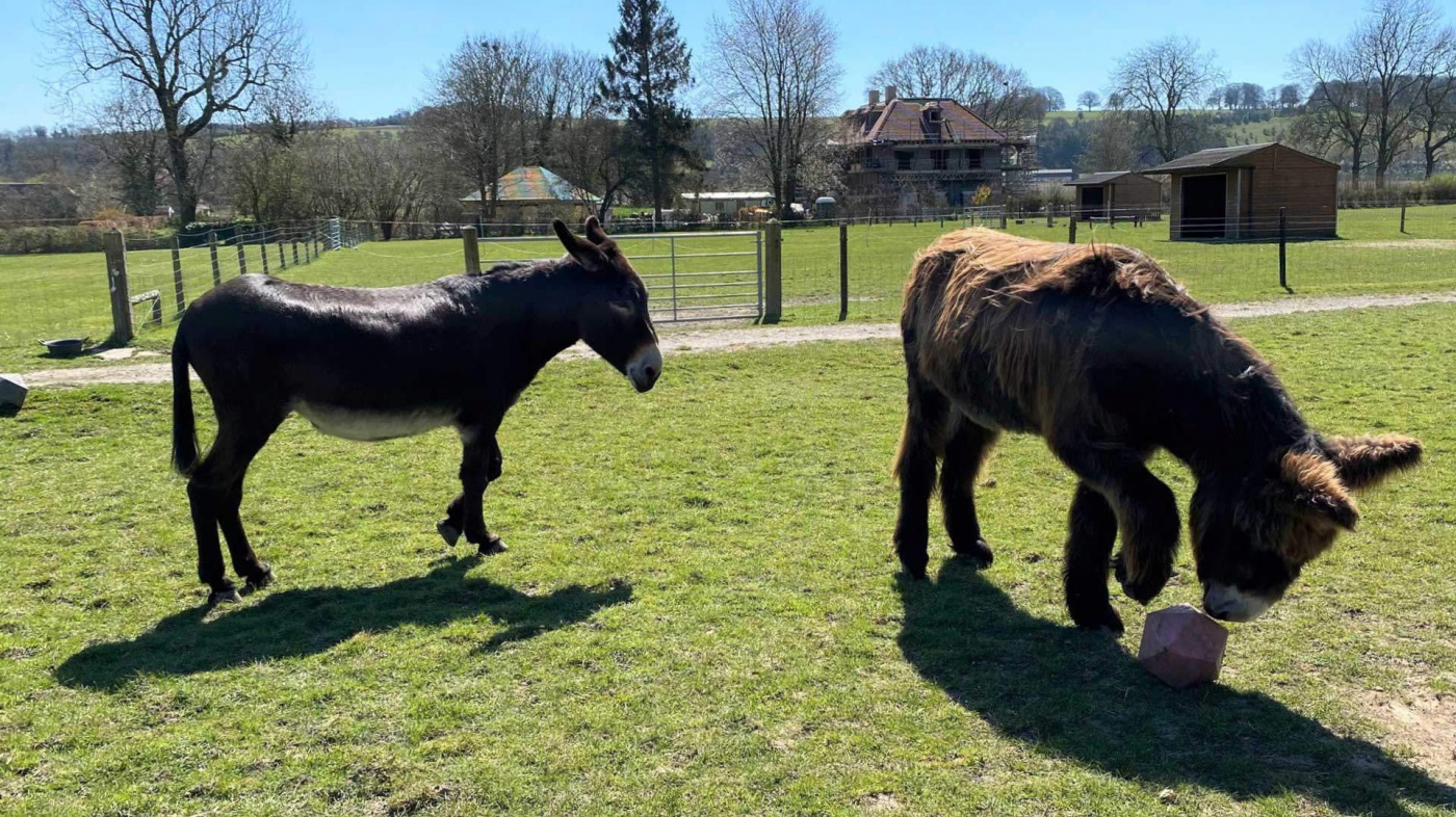 Topper playing with a ball and Dolly watching