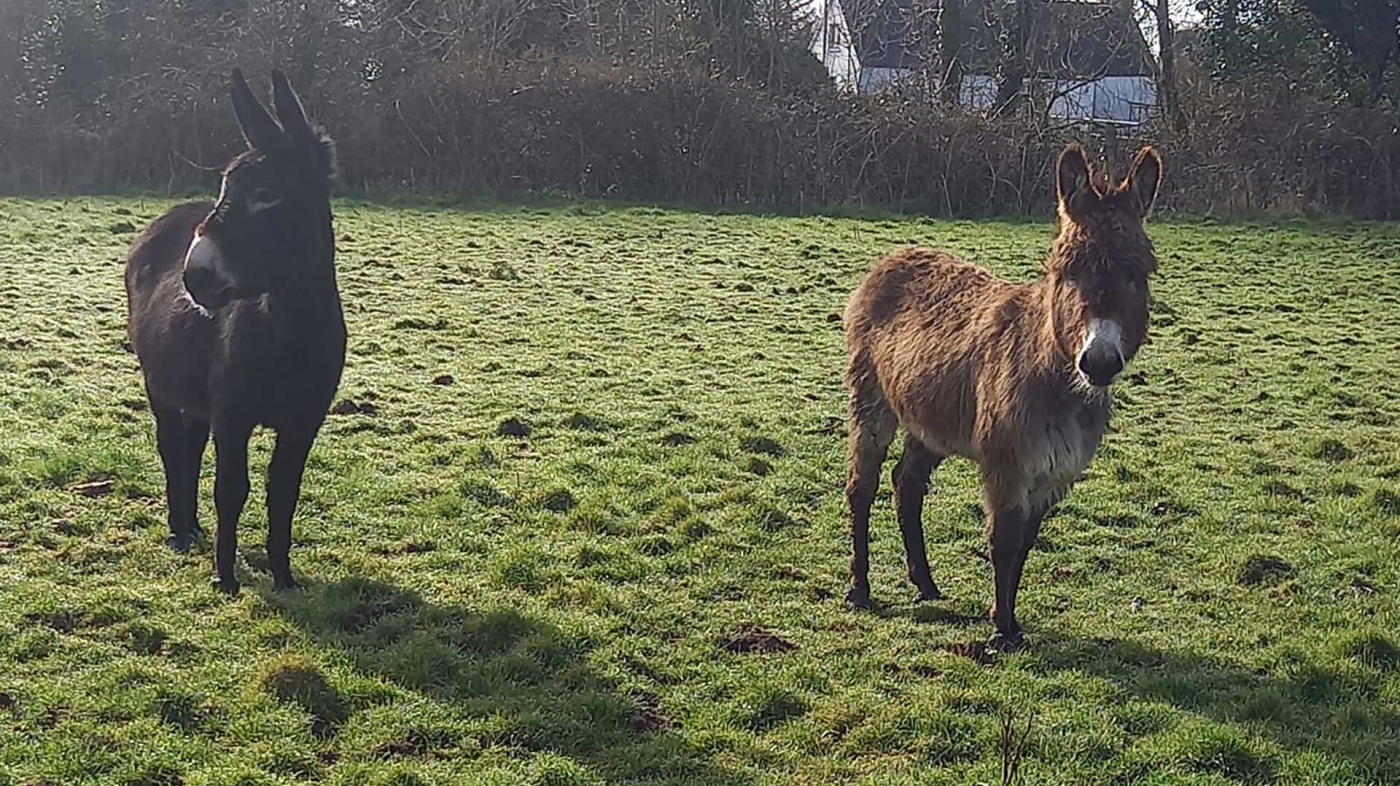 A new life for marshland donkey