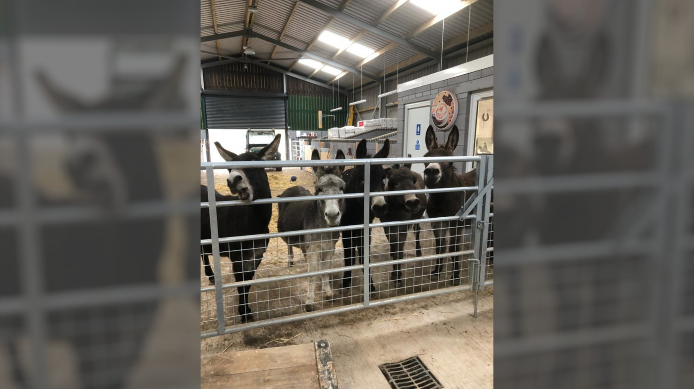 Guardian donkeys in their state of the art new barn