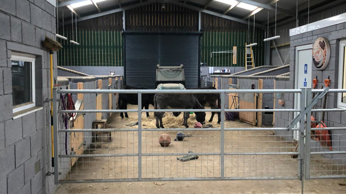 The donkeys have access to many enrichment toys