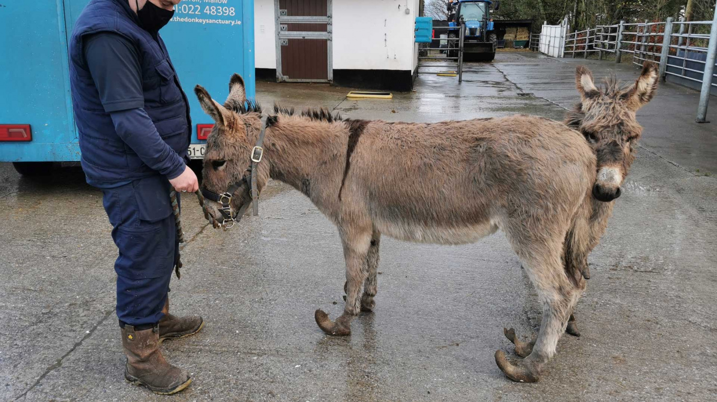 Patricia and Lilybee's hooves were in very poor condition