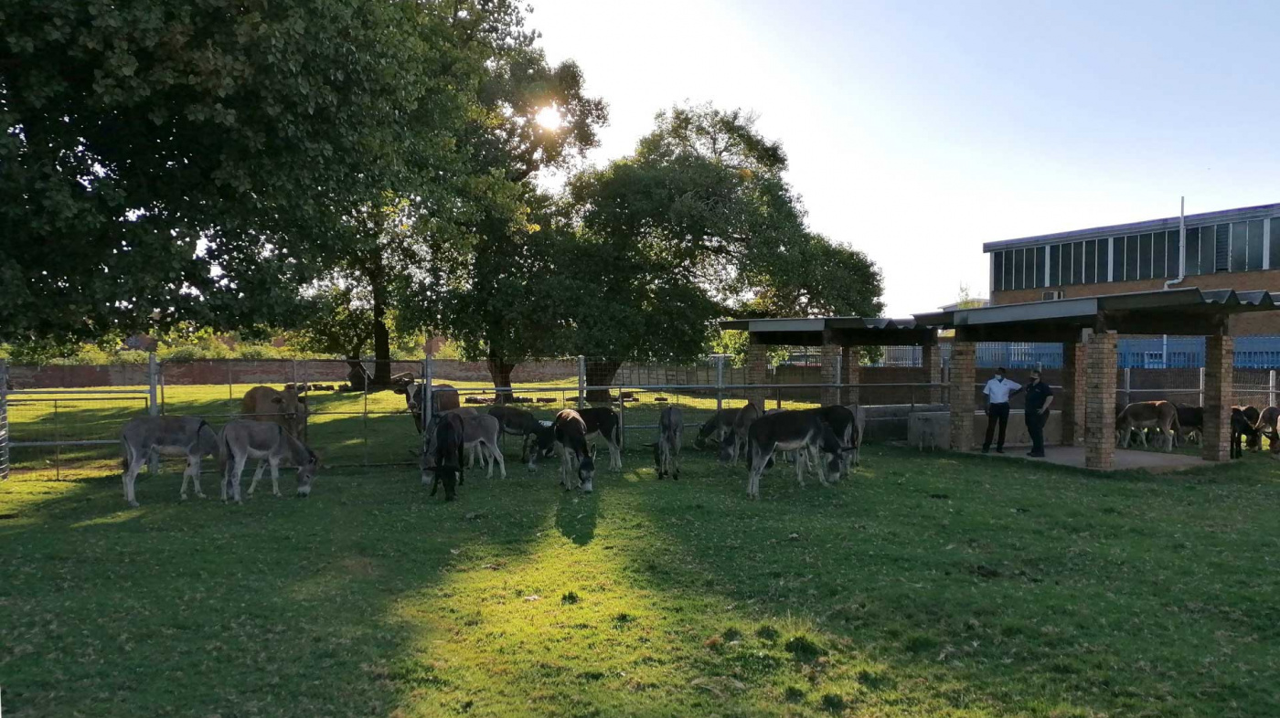 The donkeys are now safe at a NSPCA safe facility, South Africa NSPCA