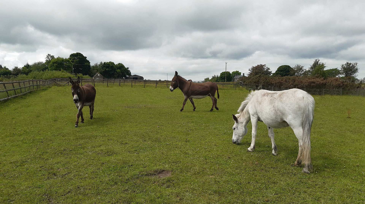 Noddy, Evan and Sherman in their field