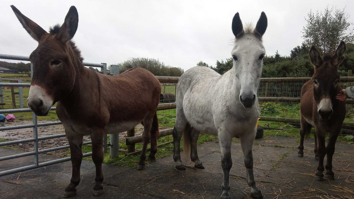 Noddy, Evan and Sherman