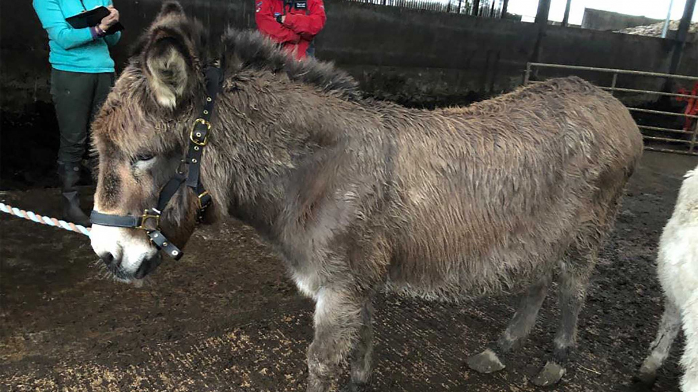 Gilly at time of the rescue