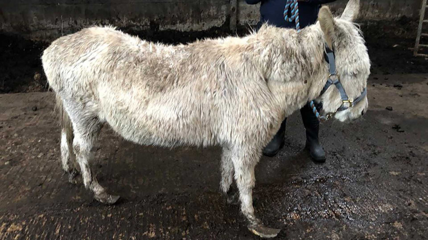 Snowy at time of the rescue