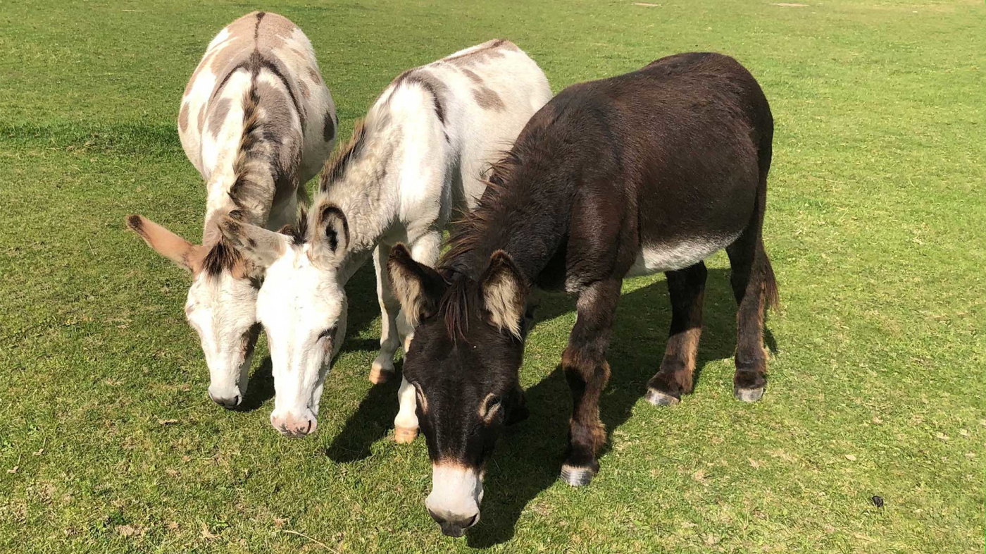 Harbin, Theo and David being inquisitive at The Donkey Sanctuary Leeds