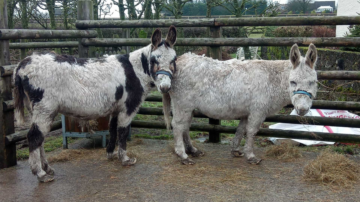 Dishevelled Jubilee and Flossy