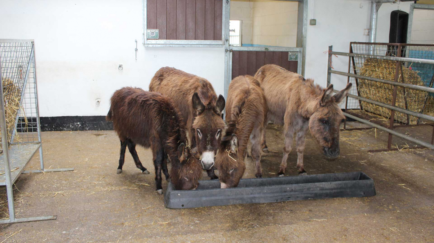 Emily, Beth, Alex and Alina at the Irish New Arrivals Unit