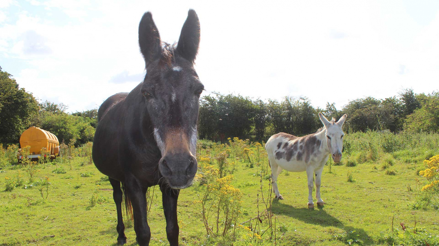 The animals' field was full of ragwort and other hazards. (Credit: RSPCA)