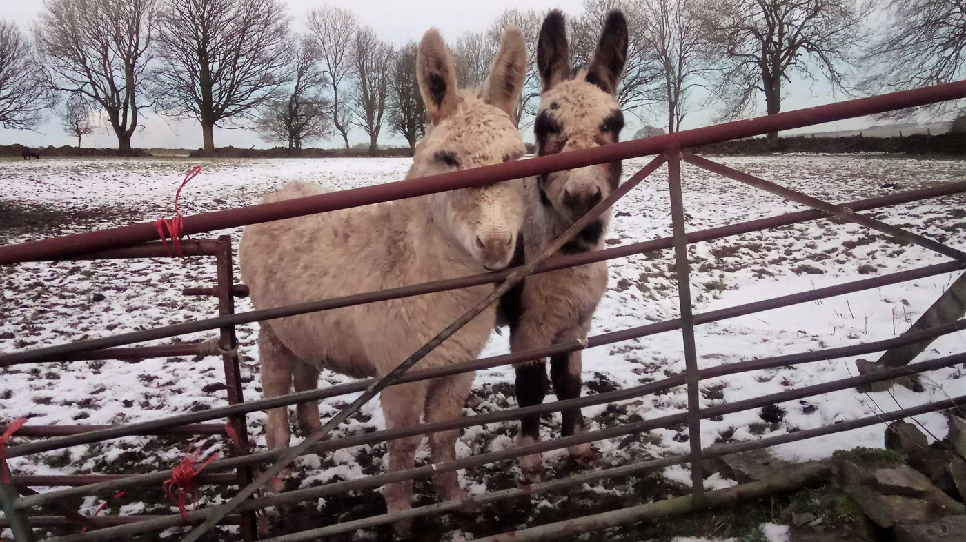 Flossy and Jubilee in their snow covered paddock