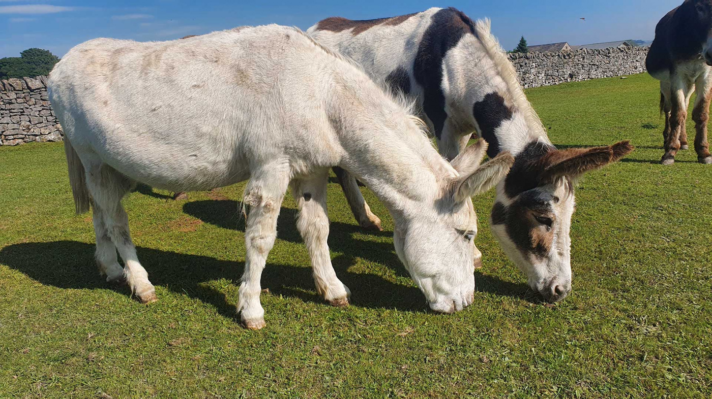 Flossy and Jubilee are now safe in Derbyshire