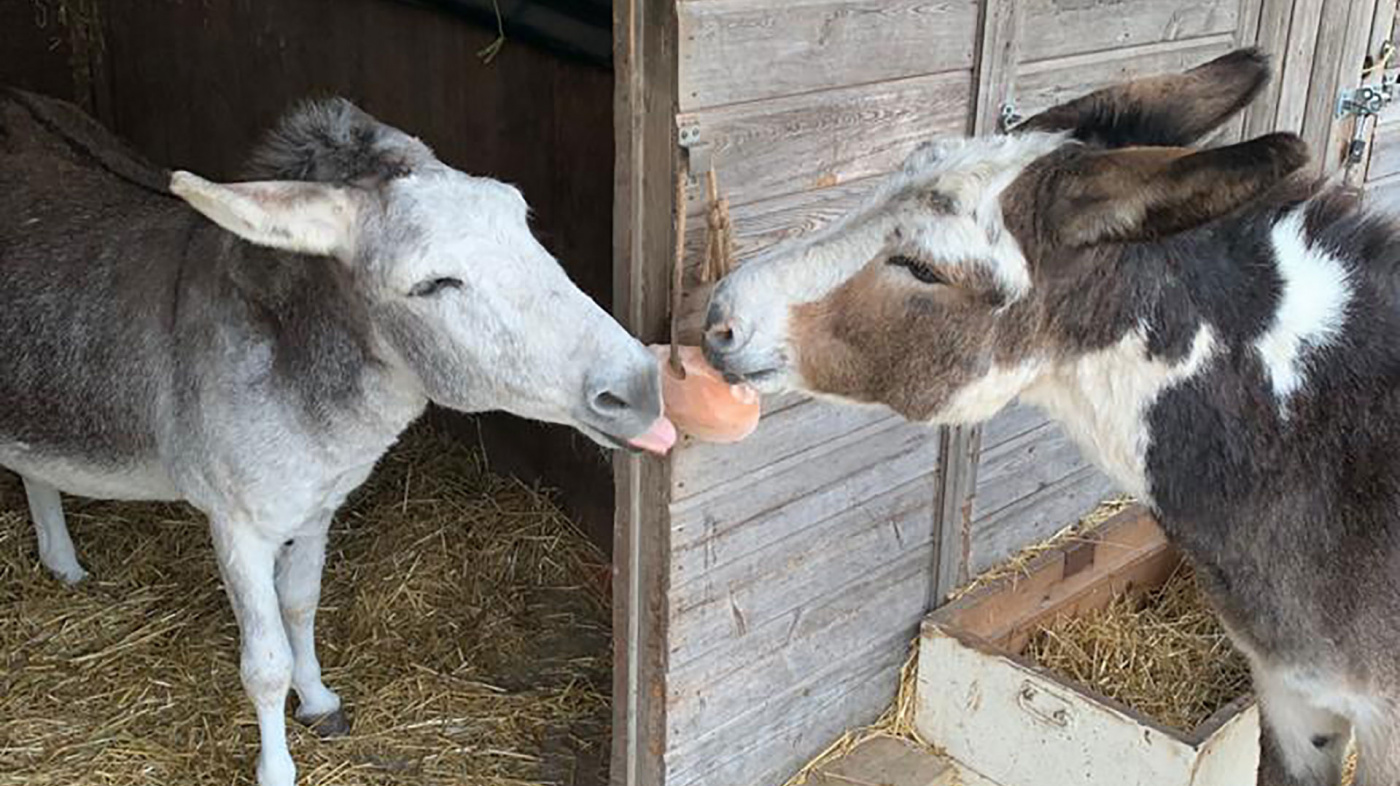 Ben and Bubbles sharing a salt lick