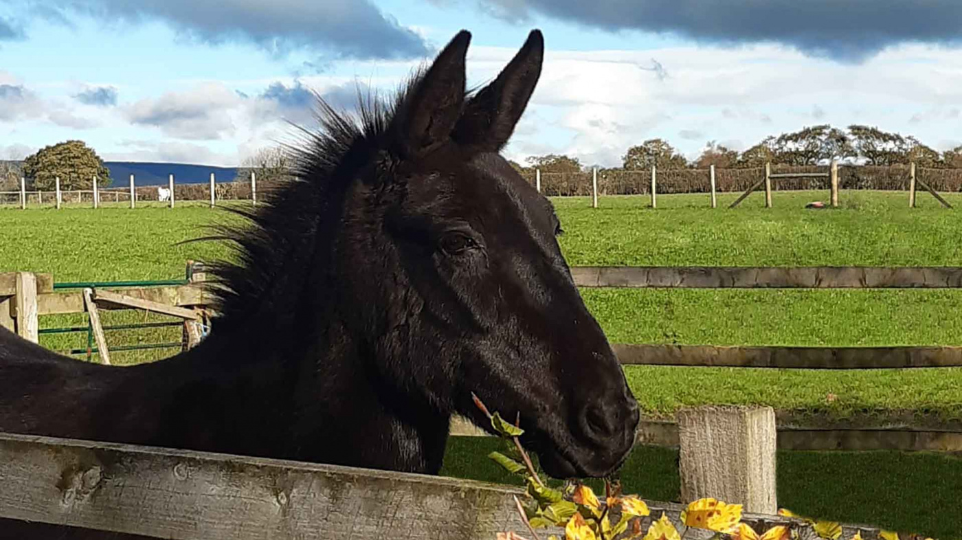 Mabel the brown mule in her field