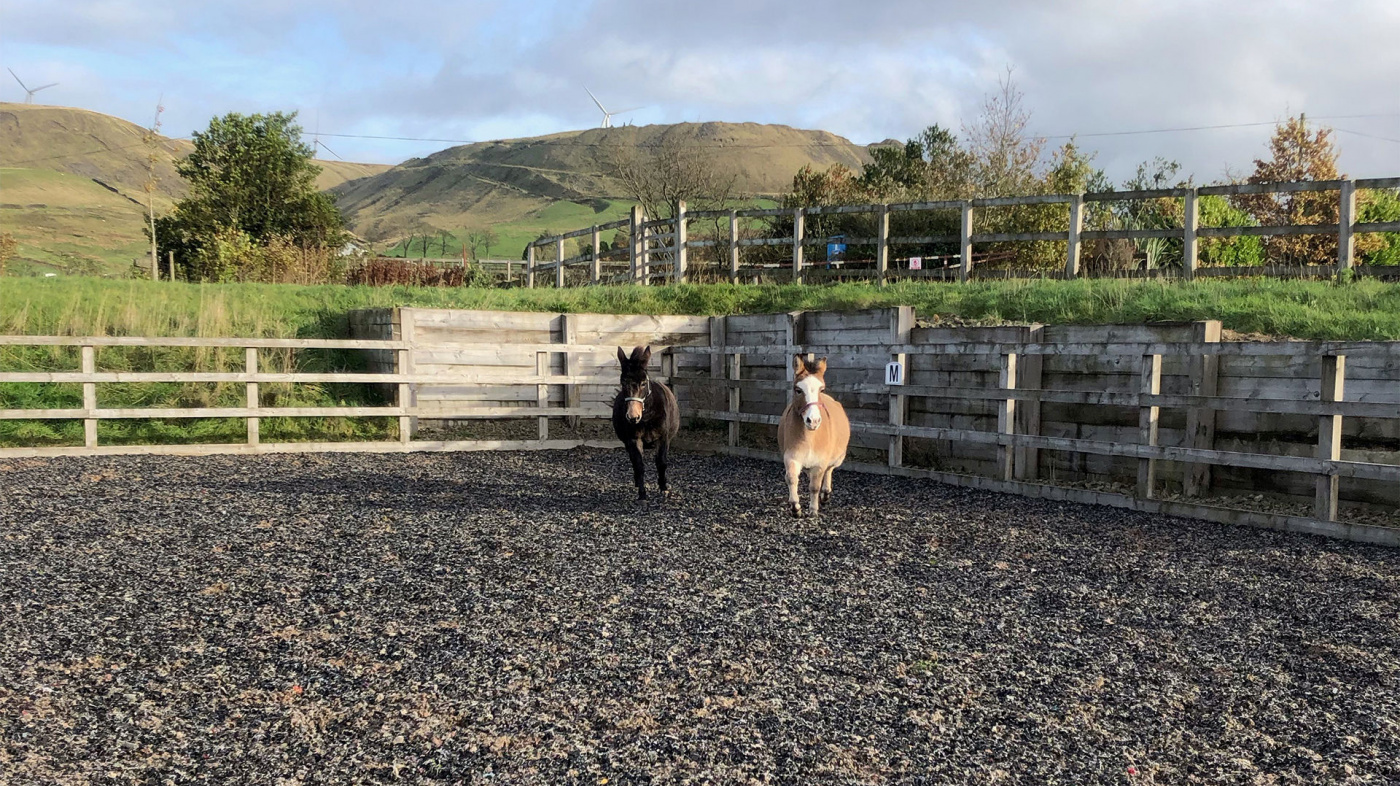 Dotty and Molly playing together at Bleakholt Animal Sanctuary