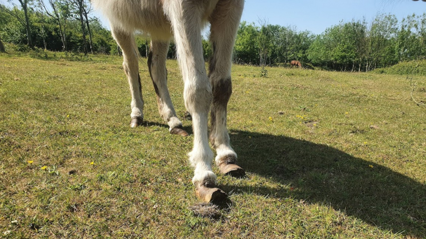 Laura's hooves were very overgrown