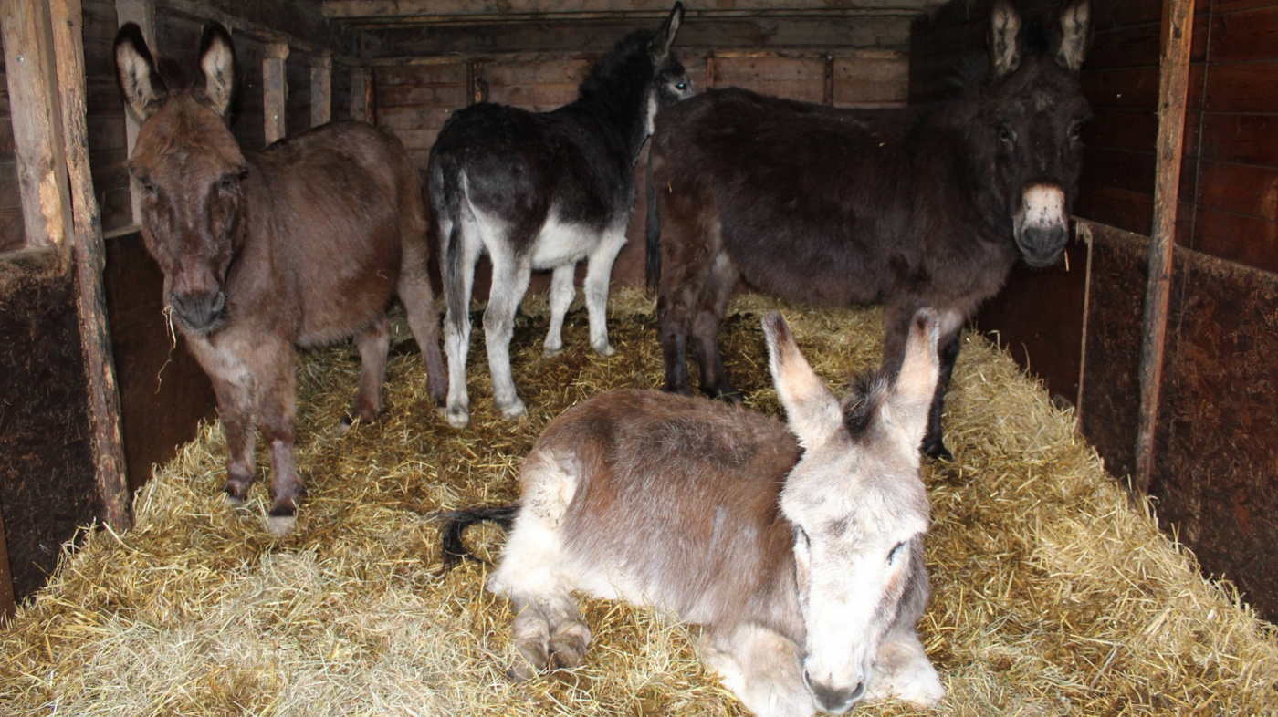 Stable at Whitby filled with equines