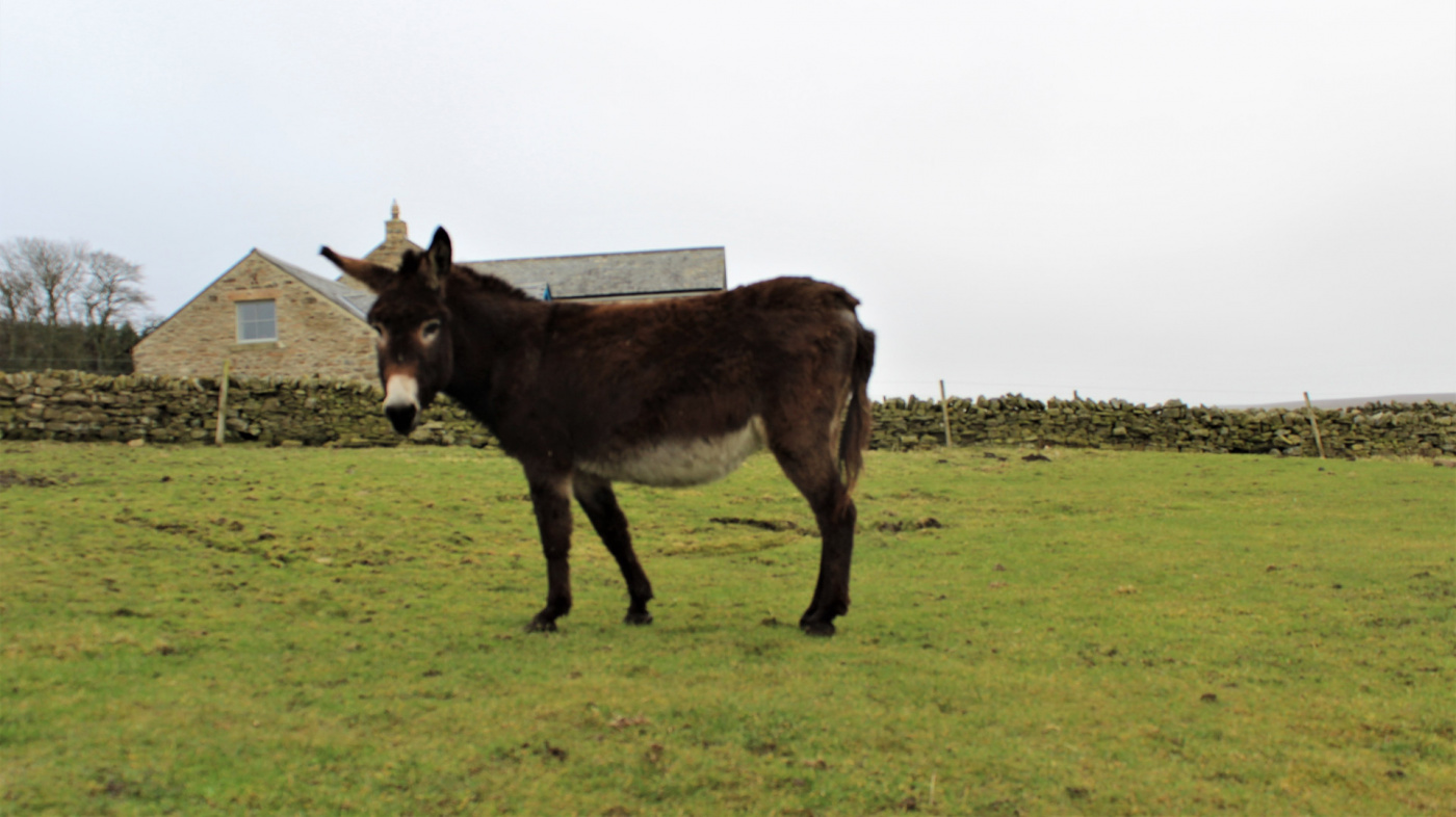 Thistle in her new field after the rescue