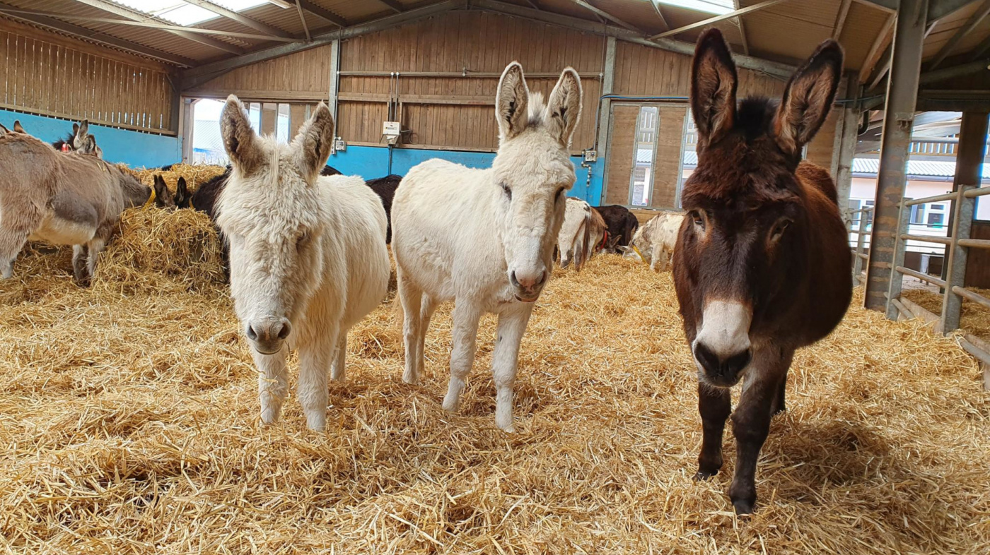 Gilly, Holly and Snowy at Brookfield Farm