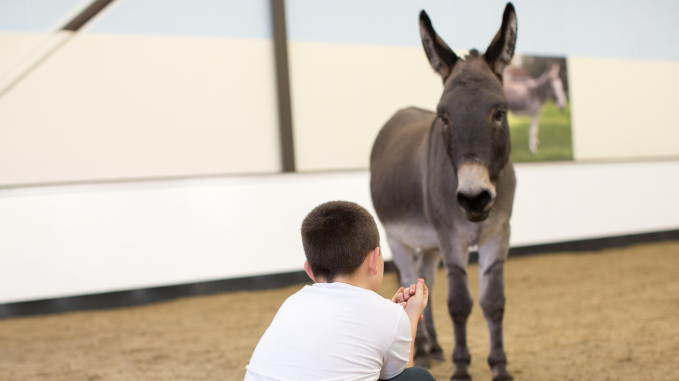 A client interacting with donkey as part of a Donkey Facilitated Learning session