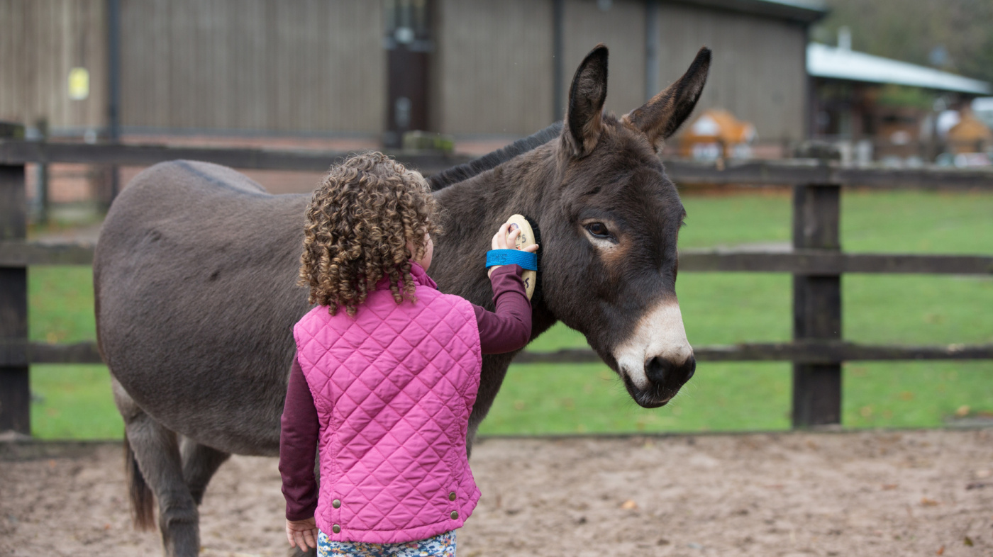 Helping to groom a donkey as part of a Donkey Management Programme course