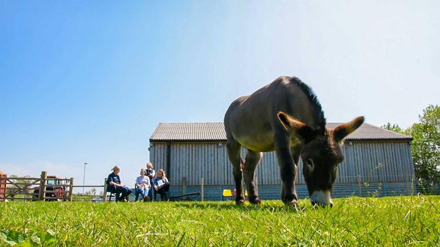 Participating in a Wellbeing With Donkeys session with a donkey in the foreground