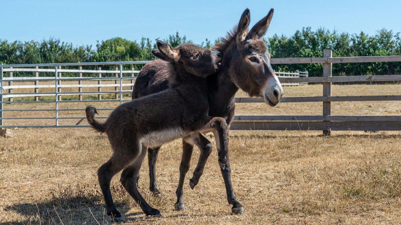 Rescued Bluebell and her new foal Chief