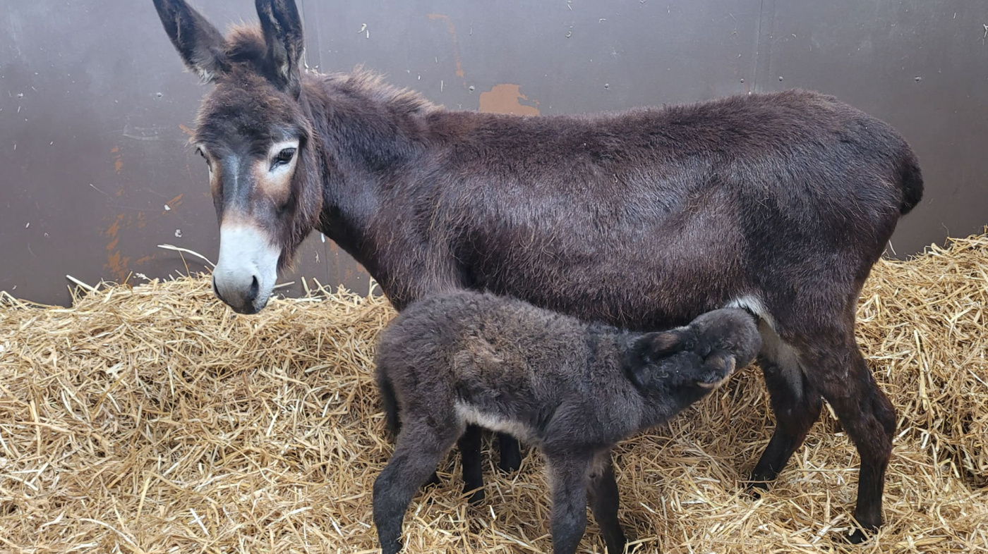 Bluebell and foal Chief