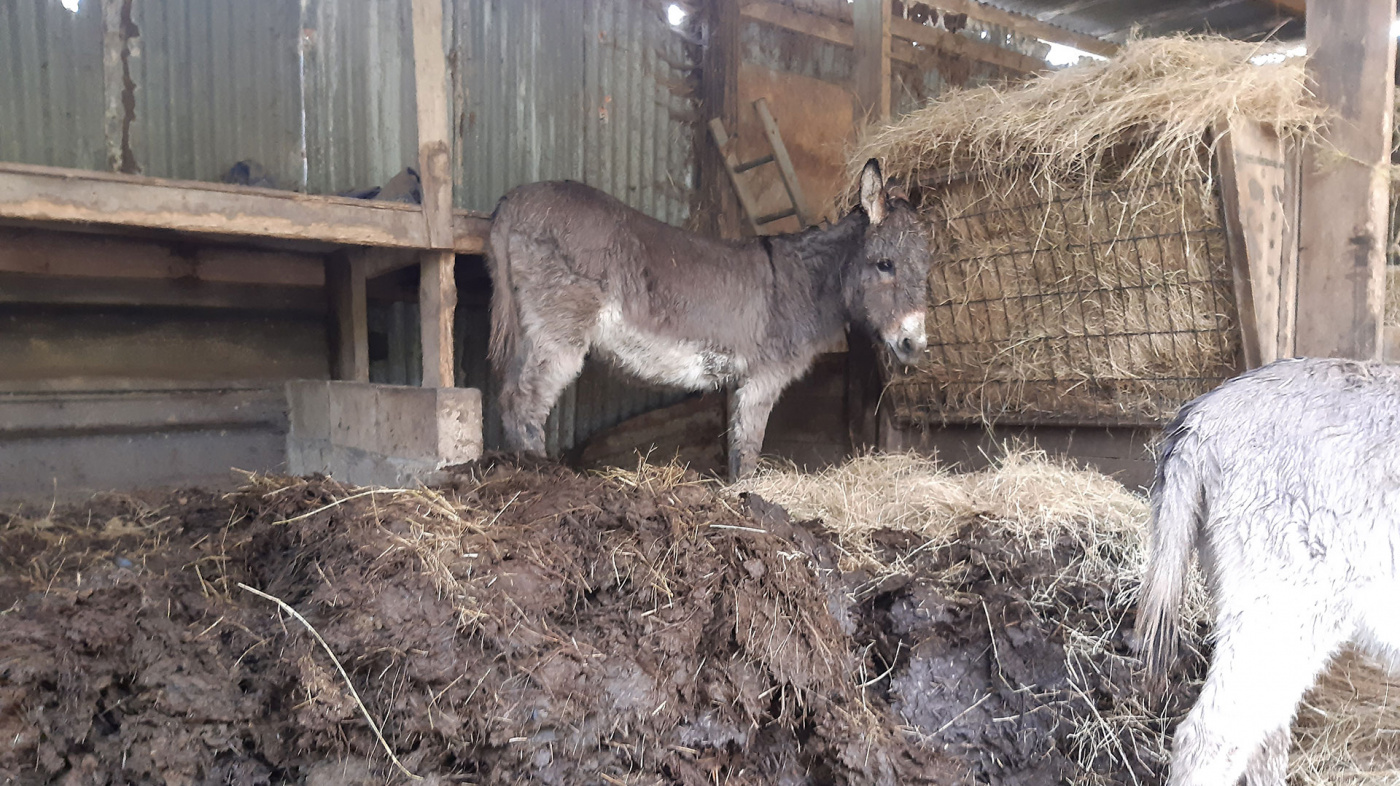 The owner explained they were unable to provide to the care the donkeys needed, and agreed to relinquish them into the care of The Donkey Sanctuary. 