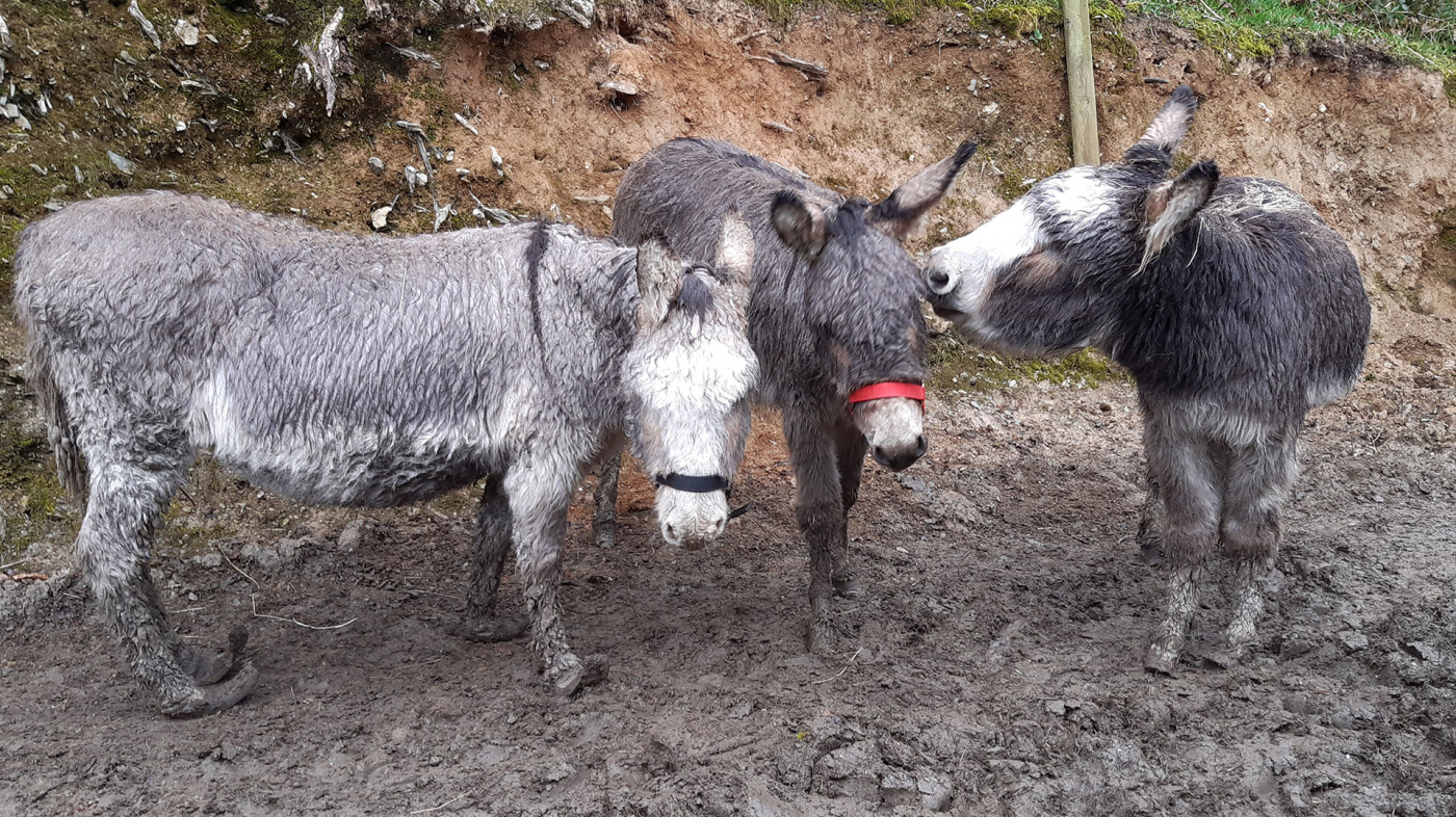 The donkeys were deep in mud and huddled together.