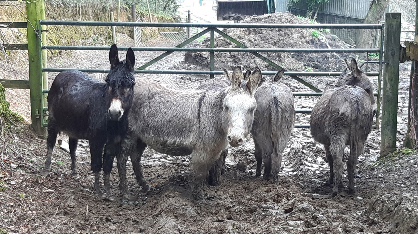 Rosie, Maggie, Seagull, Bluebell and Hugo at rescue location