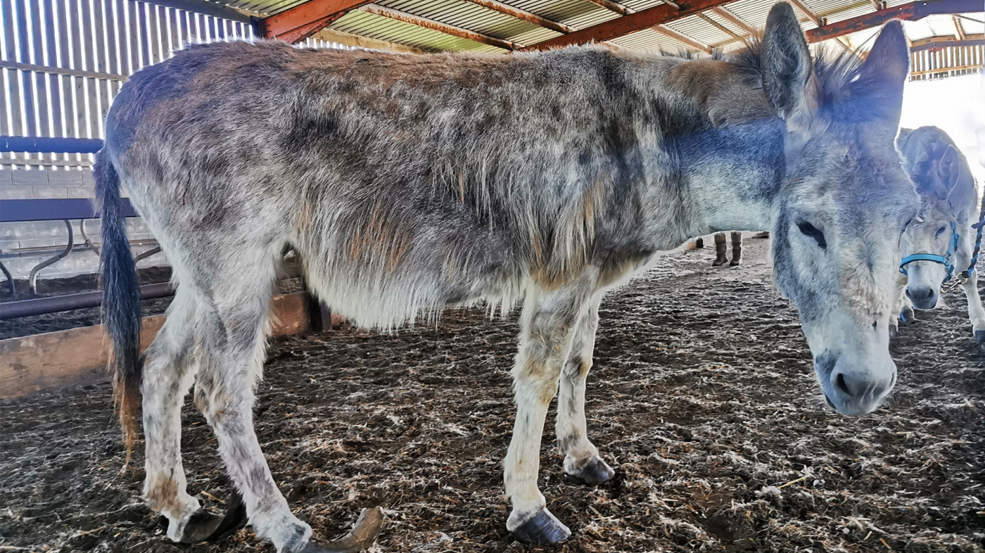 Rescue donkey Isla at the holding base.