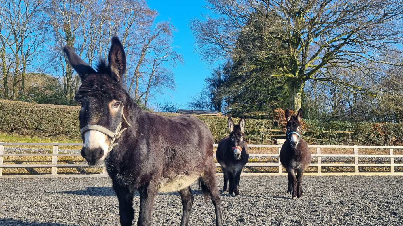 Donkeys Matilda, Dixie and Boo