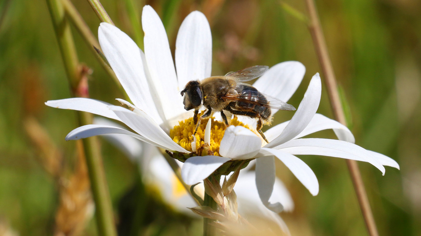 Bee sitting on daisy flower.